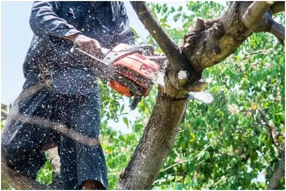 tree services Hammond
